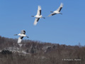 Red-Crowned Crane