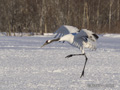 Red-Crowned Crane