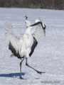 Red-Crowned Crane