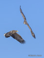 White-Tailed Eagle