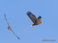 White-Tailed Eagle