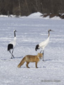 Red Fox with Red-Crowned Cranes