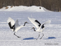 Red-Crowned Crane