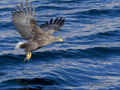 White-Tailed Eagle