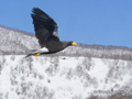 Steller's Sea Eagle