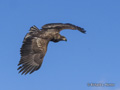 Immature White-Tailed Eagle