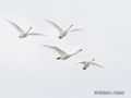 Whooper Swans in Flight