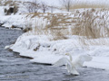 Whooper Swan