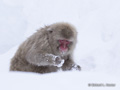 Snow Monkey (Japanese Macaque)