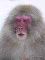 Snow Monkey (Japanese Macaque)