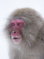 Snow Monkey (Japanese Macaque)