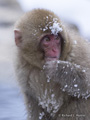 Snow Monkey (Japanese Macaque)