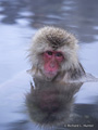 Snow Monkey (Japanese Macaque) Bathing