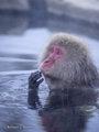 Snow Monkey (Japanese Macaque) Bathing