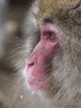 Snow Monkey (Japanese Macaque)