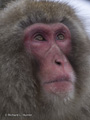 Snow Monkey (Japanese Macaque)