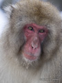 Snow Monkey (Japanese Macaque)