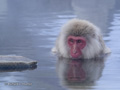 Snow Monkey (Japanese Macaque) Bathing