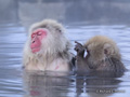 Snow Monkeys (Japanese Macaque) Bathing and Grooming
