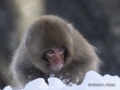 Immature Snow Monkey (Japanese Macaque)