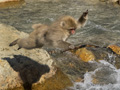 Snow Monkey (Japanese Macaque) Leaping