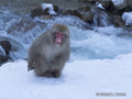 Snow Monkey (Japanese Macaque)