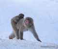 Snow Monkey (Japanese Macaque), Adult with Infant
