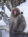 Snow Monkey (Japanese Macaque)