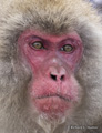 Snow Monkey (Japanese Macaque)