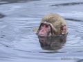 Juvenile Snow Monkey (Japanese Macaque) Swimming