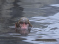 Juvenile Snow Monkey (Japanese Macaque) Swimming