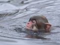 Juvenile Snow Monkey (Japanese Macaque) Swimming