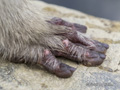 Snow Monkey (Japanese Macaque) Hand