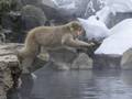 Snow Monkey (Japanese Macaque) Leaping