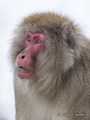 Snow Monkey (Japanese Macaque)