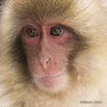Snow Monkey (Japanese Macaque)
