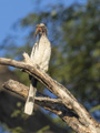 Red-Billed Hornbill