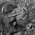 Cape Buffalo