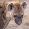 Spotted Hyena