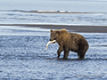 Coastal Brown Bear Fishing