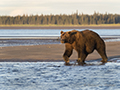 Coastal Brown Bear