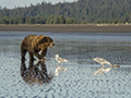 Coastal Brown Bear