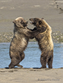 Coastal Brown Bear Cubs Sparring