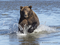 Coastal Brown Bear Fishing