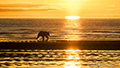 Coastal Brown Bear, Golden Sunrise