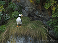 Horned Puffin