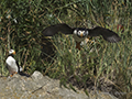 Horned Puffin