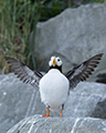 Horned Puffin