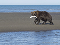 Coastal Brown Bear Fishing