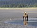 Coastal Brown Bear